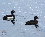 Tufted Duck 8T007D-22